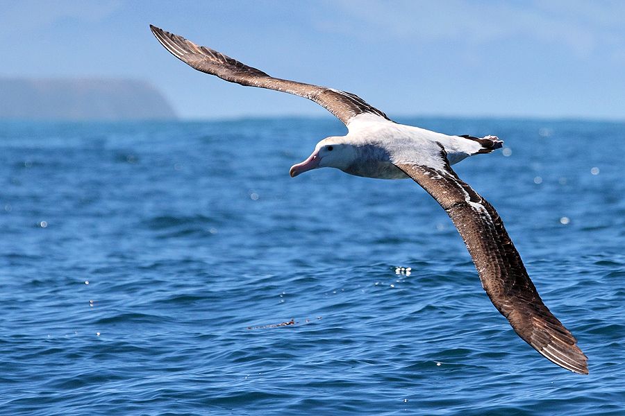 nature of wandering albatross birds